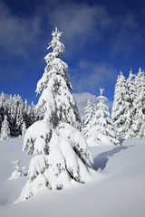 Winter Landscape, Spruce Tree Forest Covered by Snow, bright sunshine, blue sky, Harz National Park, Germany