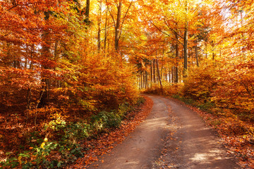 Fototapeta na wymiar Auf den Spuren des Herbstes durch den Wald