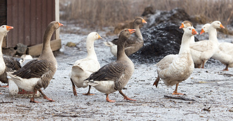 Naklejka na ściany i meble geese in the winter nature