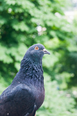 Pigeon green background