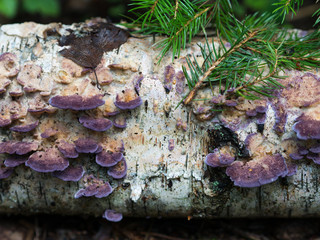 magical violet timber fungus mushroom on birch