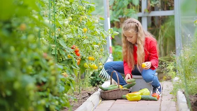 Adorable little girl collecting crop of cucumbers, pepers and tomatoes in greenhouse. Portrait of kid with red tomato in hands.