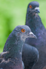 Pigeon head background green