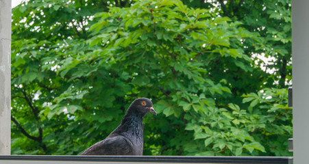 Pigeon on window background