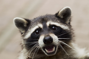 Portrait of a curious raccoon