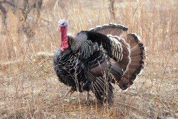 Black a turkey bird