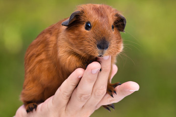 guinea pig on the hand