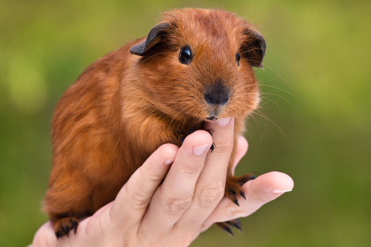guinea pig on the hand