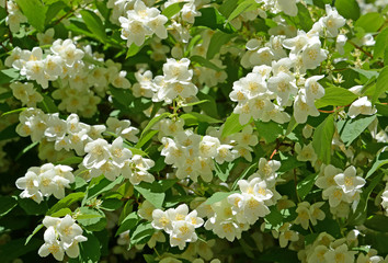 The blossoming mock orange - a false jasmine (Philadelphus L.),