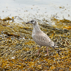 Gull chick (Larus) on shore among brown algae