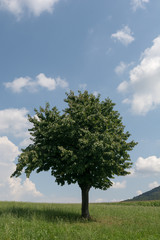 Baum in der Natur