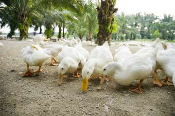A group of white duck looking for a food.