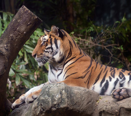 Tiger / View of tiger relax on the rock.