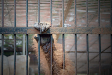 The illegal wildlife trade problem / Close up hand of monkey in cage. The illegal wildlife trade...