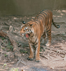 Fototapeta na wymiar Tiger / View of tiger standing under the tree.