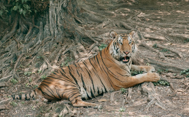 Tiger / View of tiger relax under the tree.