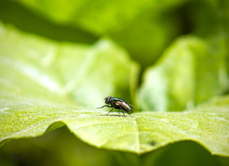 fly on a green leaf