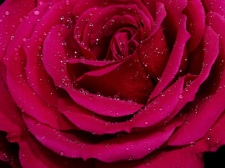 Close up of a red rose with water droplets.