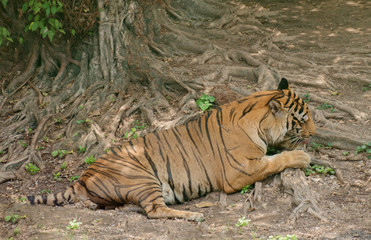 Naklejka na ściany i meble Tiger / View of tiger relax under the tree.