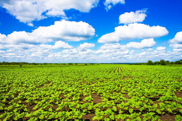 green field of sunflowers and blue spring sky with clouds