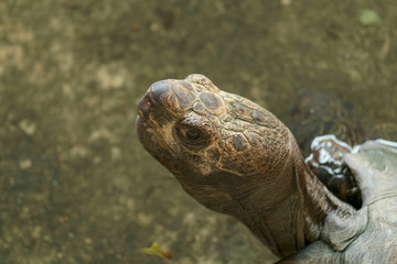 Turtle / Close up of turtle head.