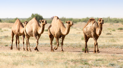 Naklejka na ściany i meble Caravan of camels in the desert