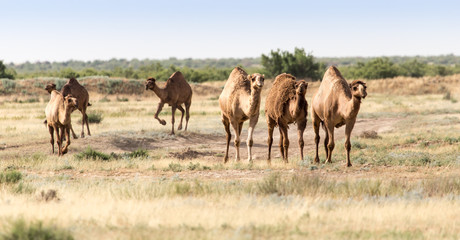 Fototapeta na wymiar Caravan of camels in the desert