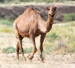 Door stickers Camel Portrait of a camel in nature