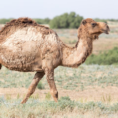 Portrait of a camel in nature