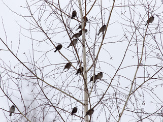 flock of sparrows on the bare branches of a tree