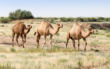 Obraz na płótnie Canvas Caravan of camels in the desert