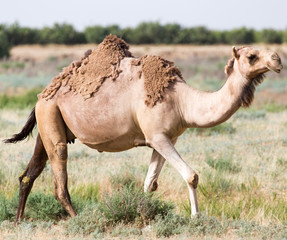 Portrait of a camel in nature