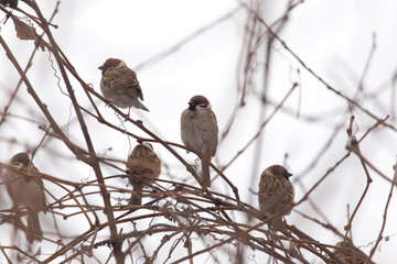 flock of sparrows on the bare branches of a tree