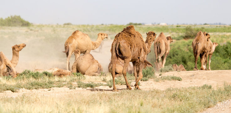 camels lie in the dust in nature