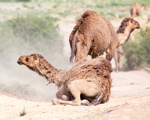 camels lie in the dust in nature