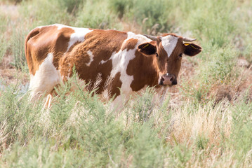 cow grazing in a pasture