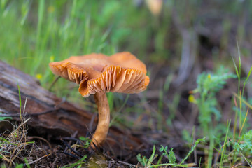 Mushroom photographed in their natural environment.