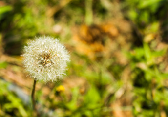 dandelion seeds in the sunlight