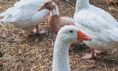 White goose on the farm in the village