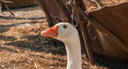 White goose on the farm in the village