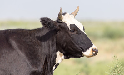 Obraz na płótnie Canvas cow grazing in a pasture