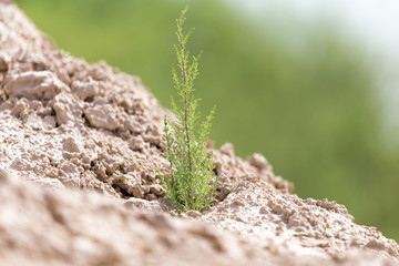 green plant in dry soil in nature