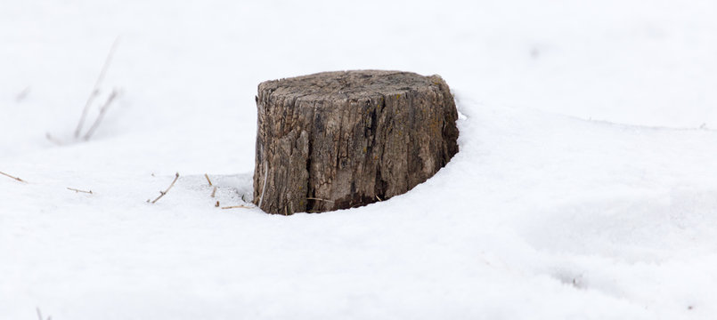 Old Tree Stump In Snow In Winter