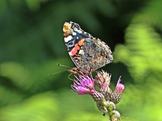 Admiral (Vanessa atalanta) auf Kratzdistel von unten