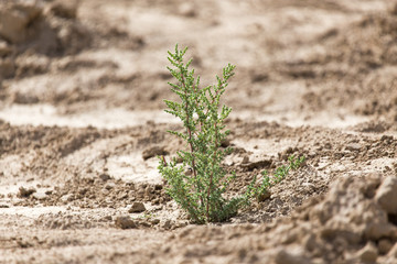 green plant in dry soil in nature