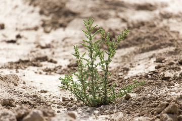 green plant in dry soil in nature