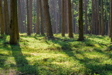 Sunny spruce pine tree forest park fresh green moss wood trunk summer natural light nobody