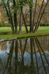 reflection of tree trunks