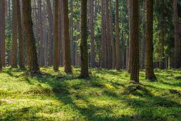 Fototapeta na wymiar Sunny spruce pine tree forest park fresh green moss wood trunk summer natural light nobody