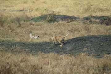 Lionne chassant une gazelle Serengeti